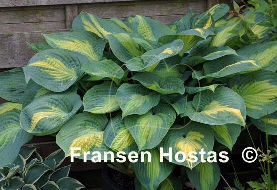 Hosta Paradise Glory